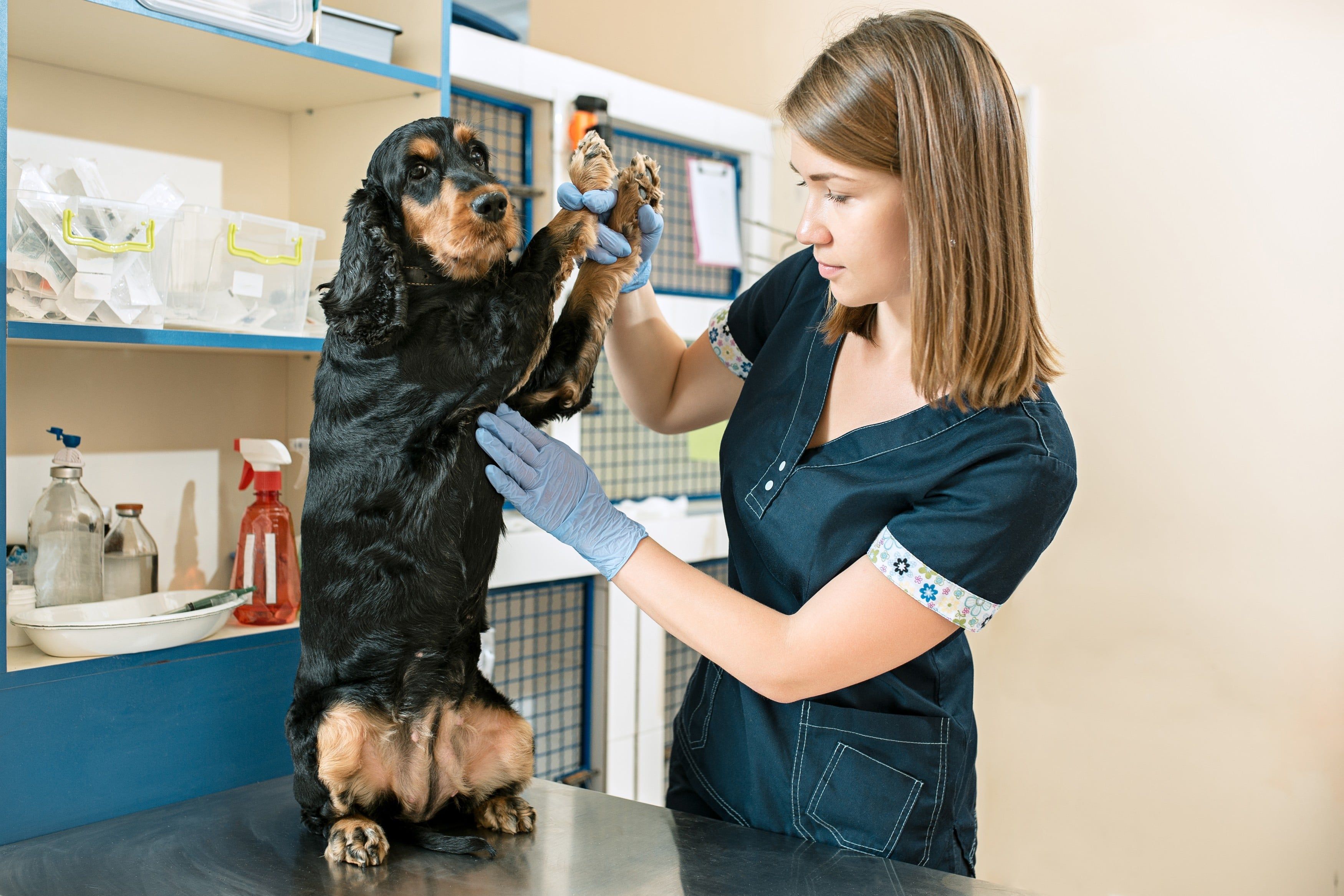 Consulta de um cão
