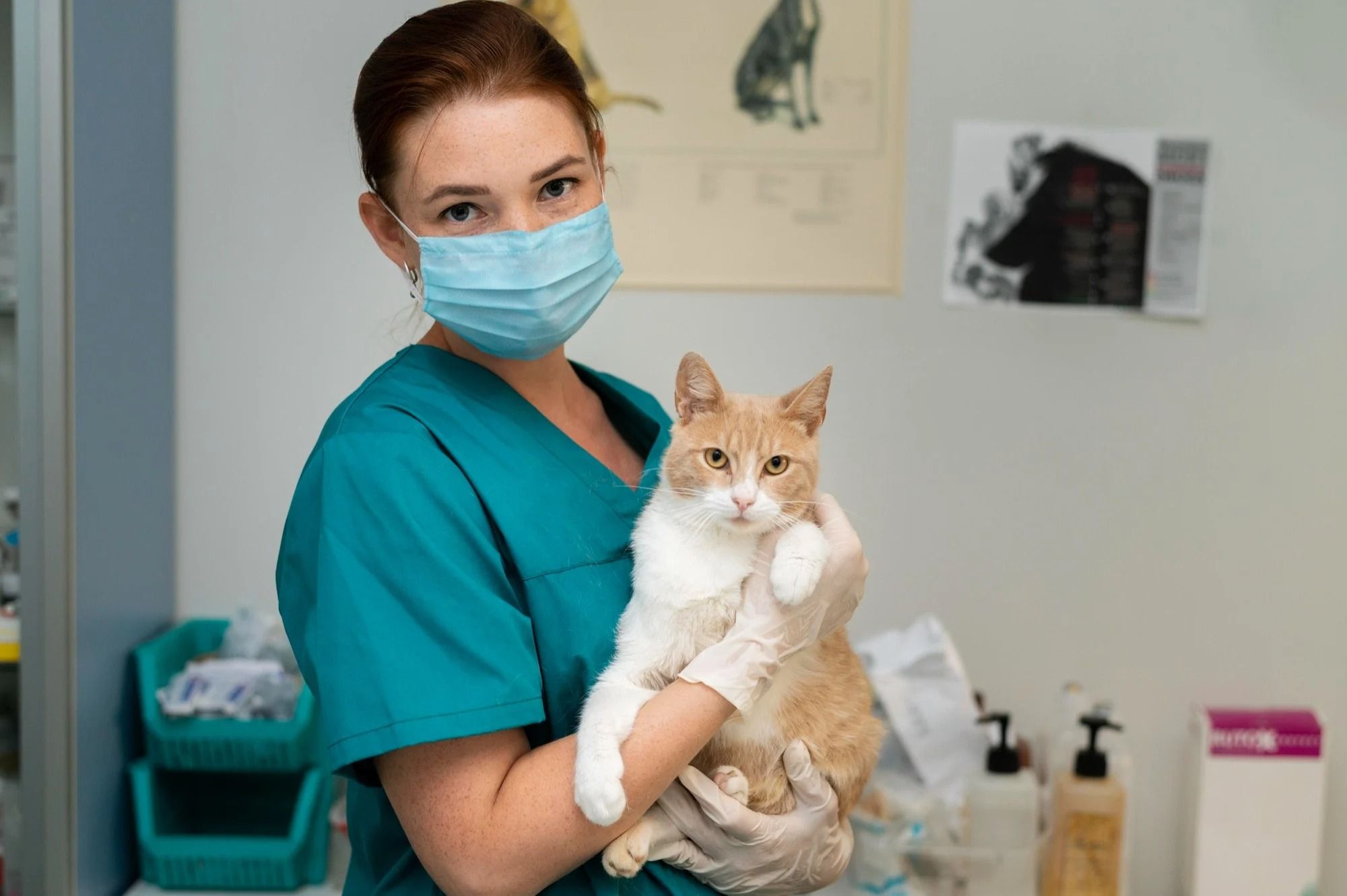 Veterinária com um gato